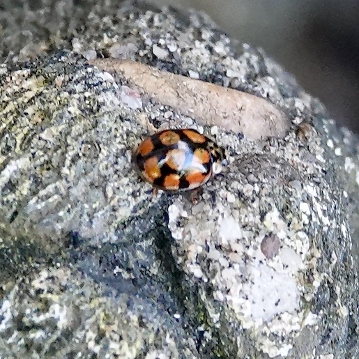 10-spot ladybird